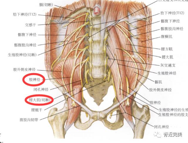 股神经沿腰大肌外侧缘与髂肌之间下行,经腹股沟韧带深面到达股三角,肌