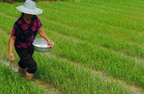 作物无法吸收,使作物出现明显缺锌症状;过量施用钙镁磷肥等碱性磷肥后