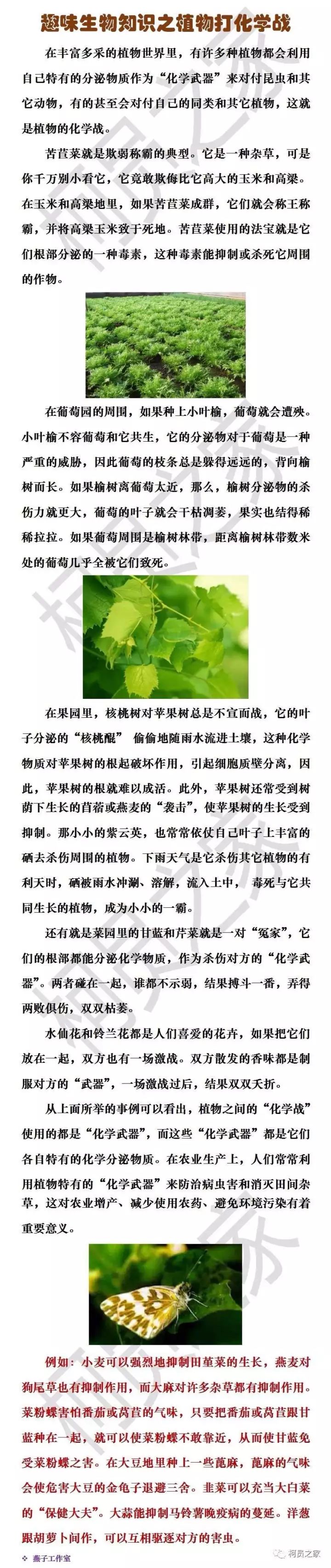 趣味农业丨古时候没人待见的植物 二战时却火了