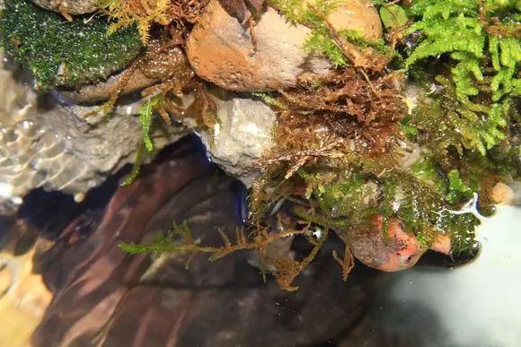 一组生态水陆缸造景欣赏水陆景观雨林水草秀果博入口(图1)