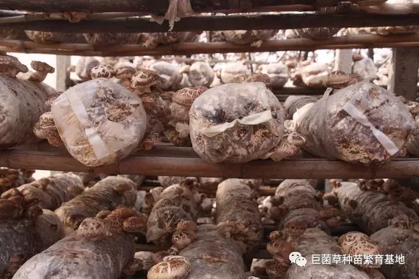 目前巨菌草 除在 昆明市东川区 嵩明县等有示范种植外 还在文山州