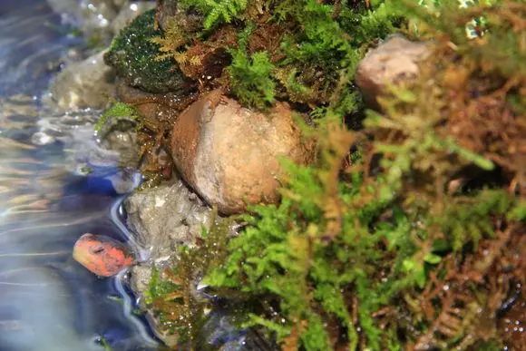 一组生态水陆缸造景欣赏水陆景观雨林水草秀果博入口(图7)