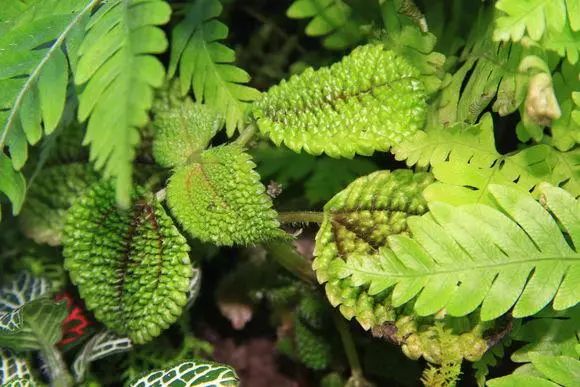 一组生态水陆缸造景欣赏水陆景观雨林水草秀果博入口(图8)