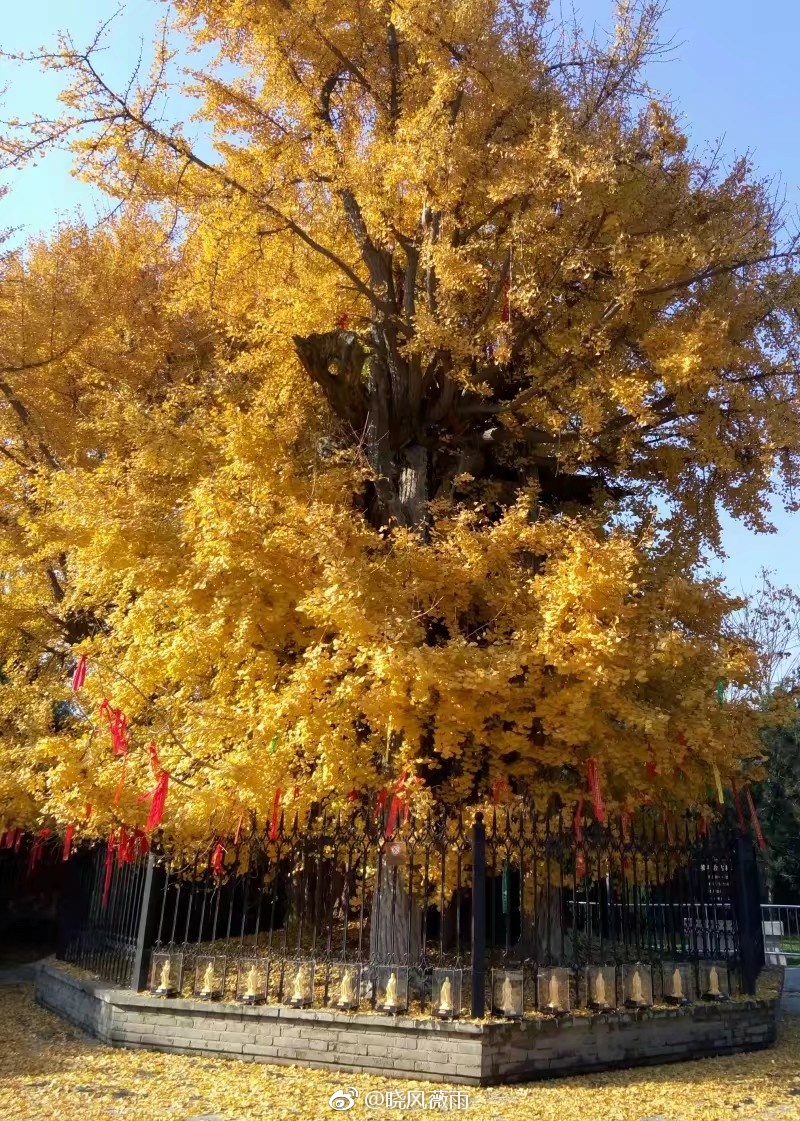 每逢秋冬之日,银杏叶儿纷飞,随地散落满地,阳光透过树叶缝隙投下美丽