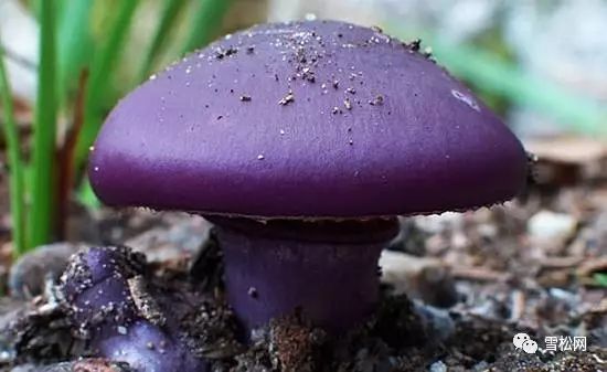 大部分可以食用的无毒蘑菇都长相一般,毒蘑菇都很鲜艳,但并不是所有的