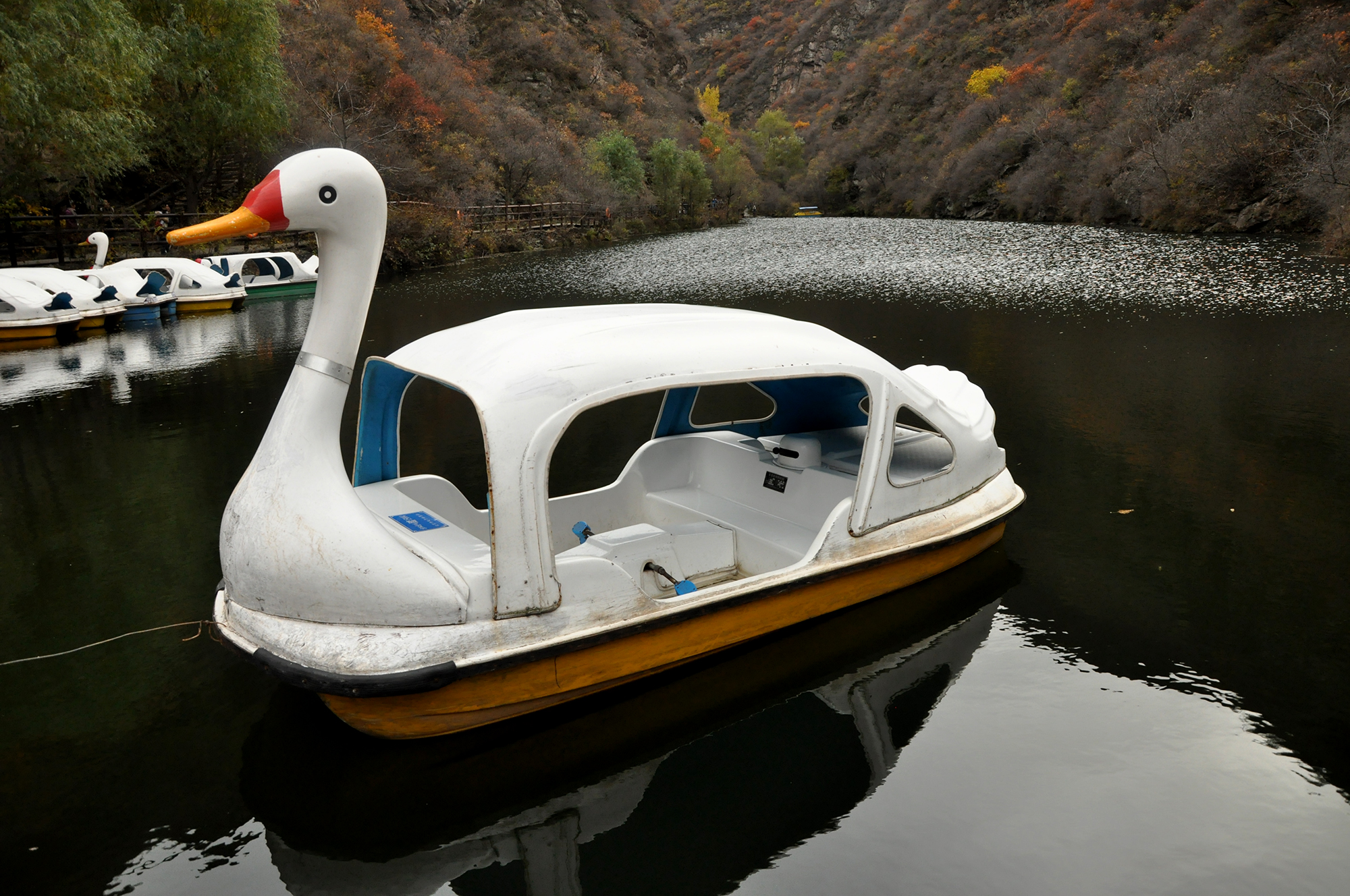 大鹅游船,安静的在湖边上,等待游客上船.