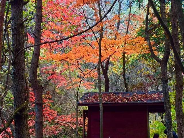 武汉除了清凉寨还有锦里沟景区,木兰天池,云雾山,木兰花乡景区红叶都