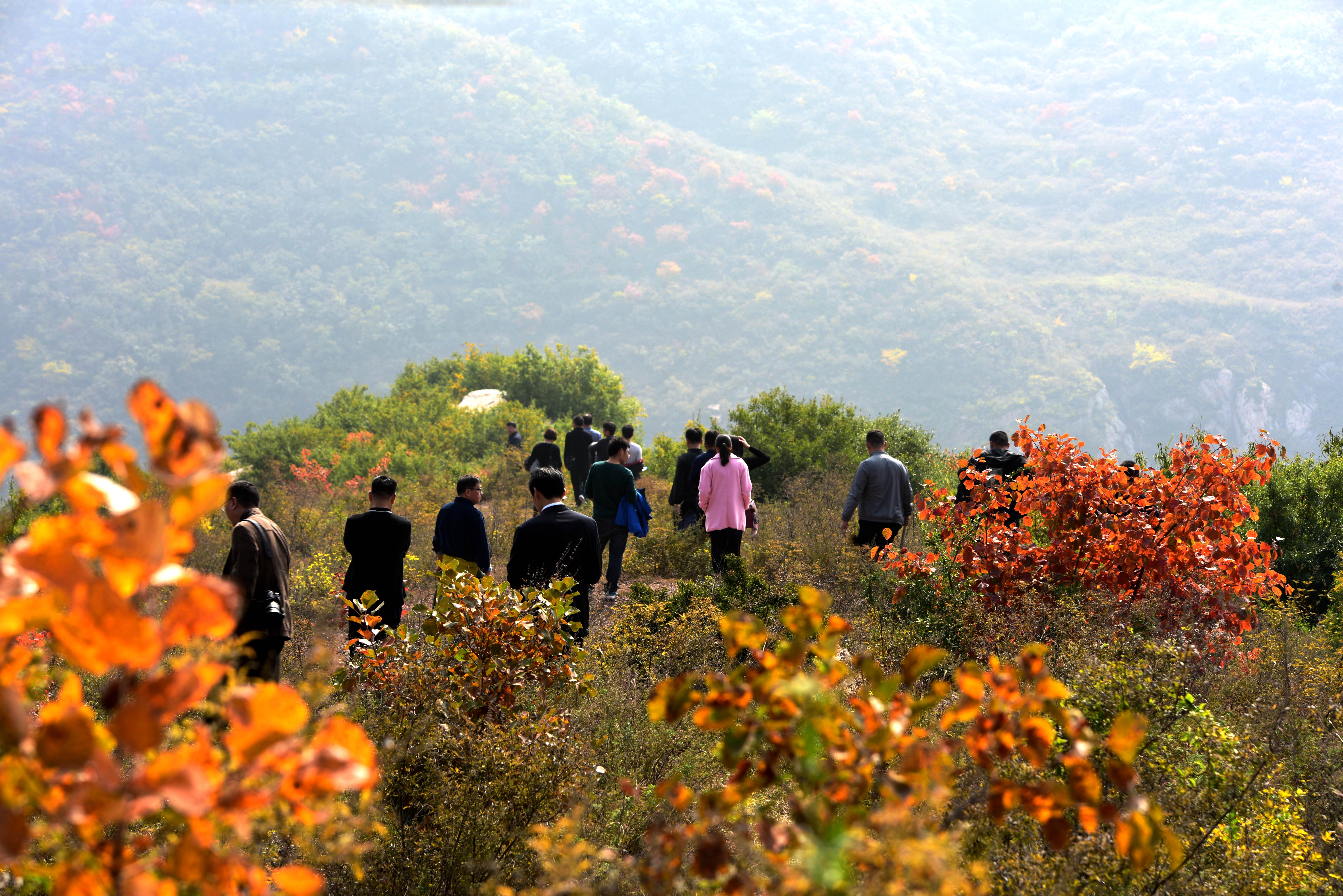 红叶正当时心中的风景汝州大峪镇满山红叶等你来