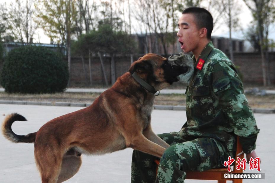 山西武警警犬训练营看警犬是怎样练成的