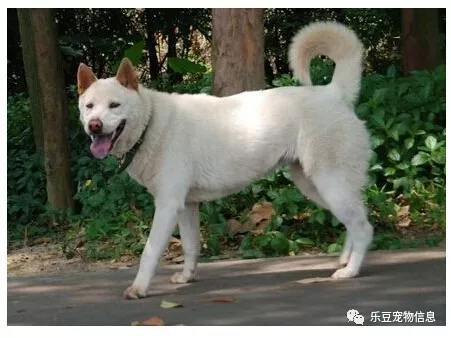 中华田园犬儿时最好的玩伴,土狗合集照片让你一次看过瘾!