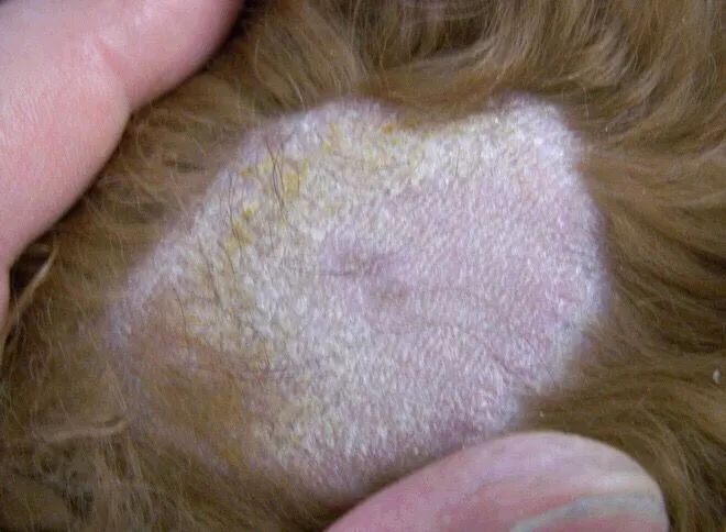 真菌感染表皮,包括身体爪子等部位,引起真菌感染的来源非常多,主要为