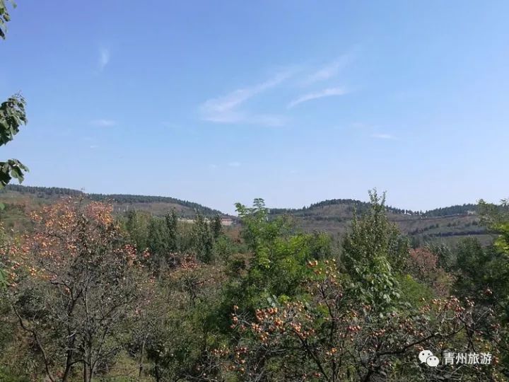 文化青州青州九龙峪春有百花夏有绿冬有瑞雪秋有万亩柿林红炸天