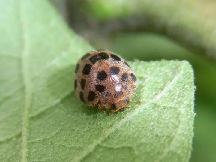 1. 二十八星瓢虫