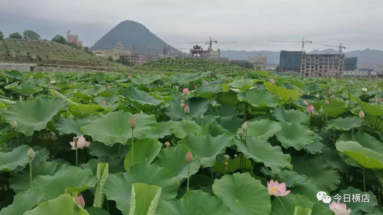 众所周知,位于横店镇南上湖办事处的屋基丘小区是横店镇两届荷花节