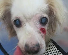 这个阶段, 狗狗患有白内障的那只眼睛已经完全看不见了.