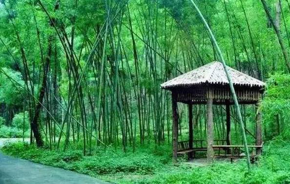 百里竹海有14万亩的成片竹林,竹类品种37个,面积119平方公里,为巴渝