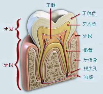 牙齿结构