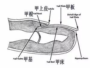 灰指甲的原理_灰指甲