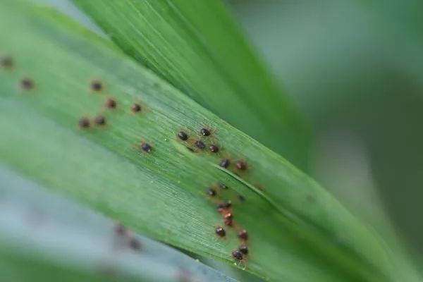 小麦烂头,发黄,干枯……什么时候防治最佳?14种病虫害