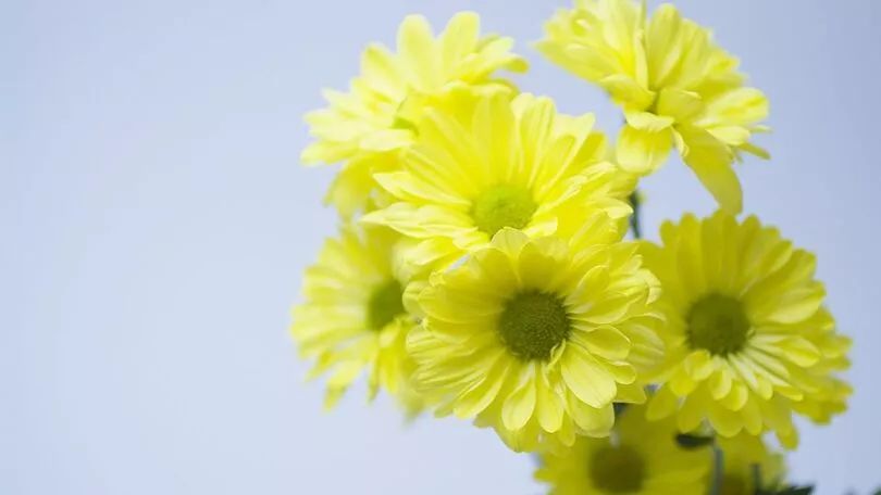 黄色的菊花味道稍苦,清热能力强,常用于散风热,如果上火,口腔溃疡,用