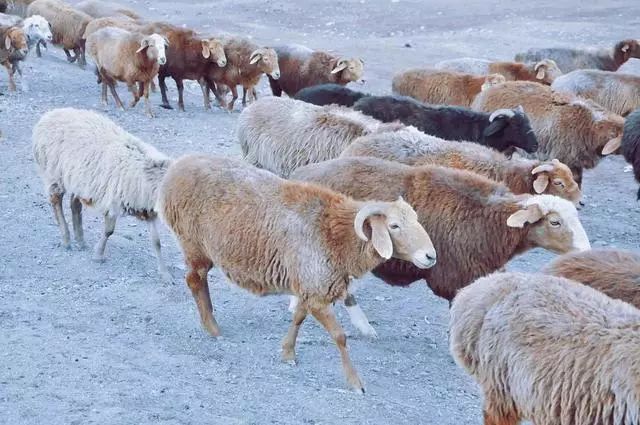 阿勒泰地区标志性大尾羊,抗寒体质一绝.