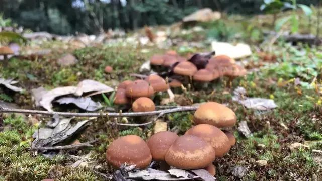 雪松 摄鸡栗子果 杨雪松 摄高鲁山有一个不能不去的地方,那就是茶花箐