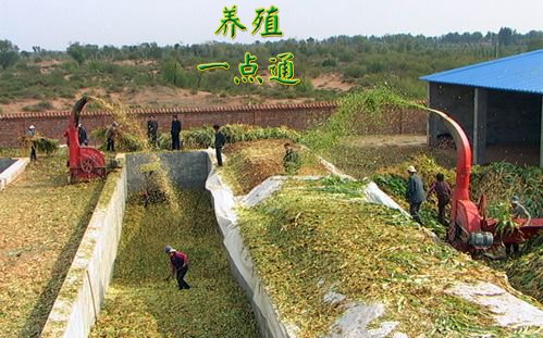 青贮饲料开窖饲喂家畜应注意的问题