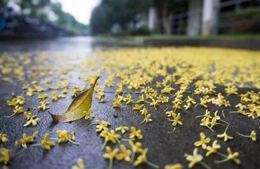 桂花一开香满城,来一场踏花巡游吧!附赠10条温州绝美