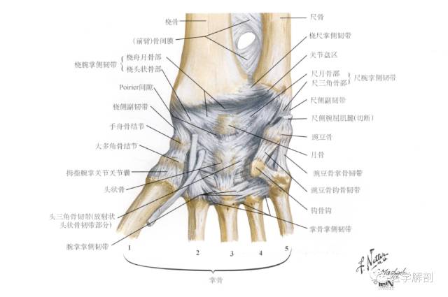 桡腕关节可作屈,伸,展,收及环转运动,其中伸的幅度比屈的小,这是由于