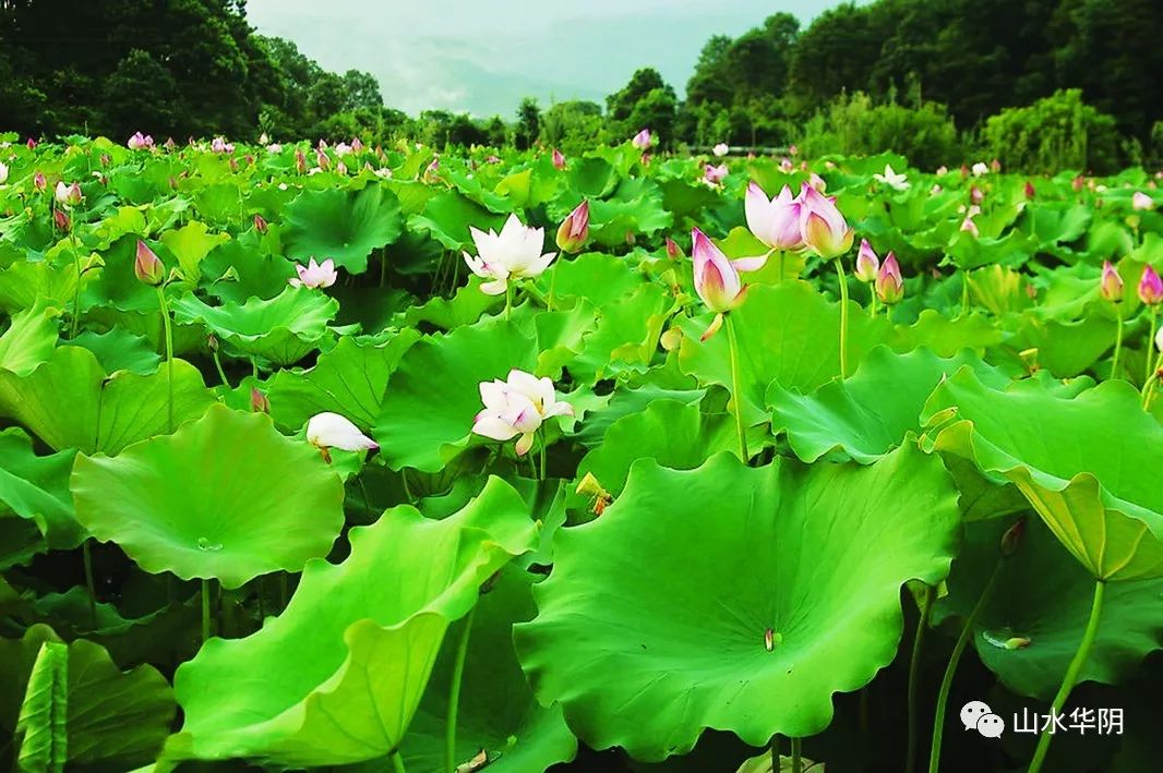 华阴市荷丰万亩荷塘生态园夏景图