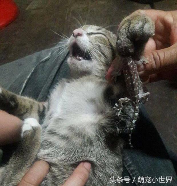 小猫贪玩抓了壁虎,没想到这只壁虎不是好惹的!喵:快