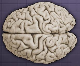大脑皮层类似核桃 大脑看起来是不是像一个核桃的样子?相似度很高哦!