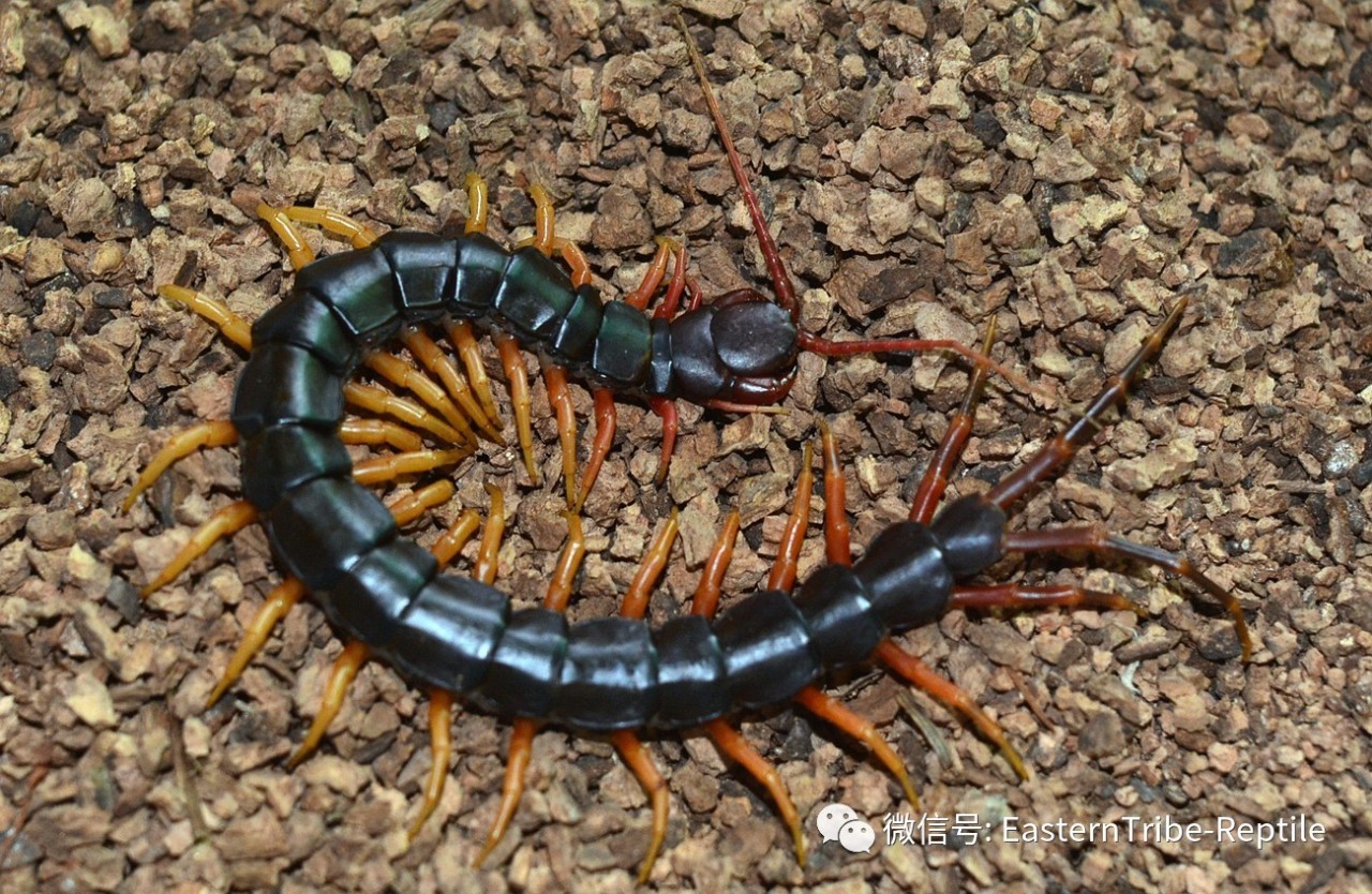 中国蜈蚣科Scolopendridae简易鉴别 - 哔哩哔哩