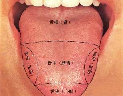 舌头是人体健康的放大镜!