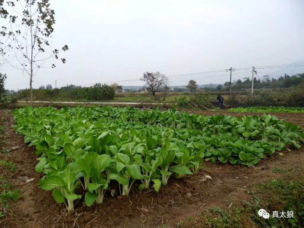 【泾县饮食文化 】白菜记——翟大雷