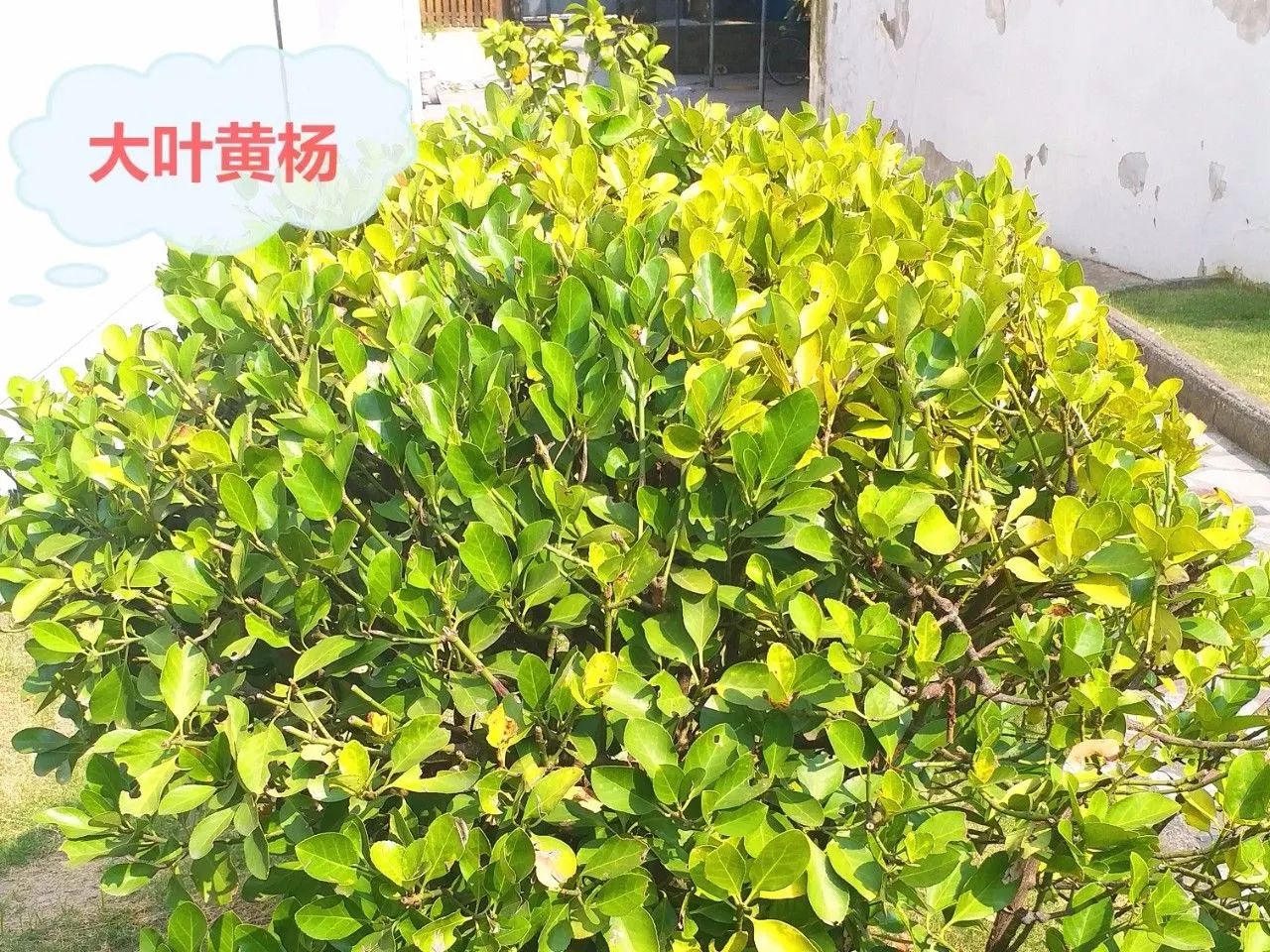 舟嵊小学校园植物—大叶黄杨球