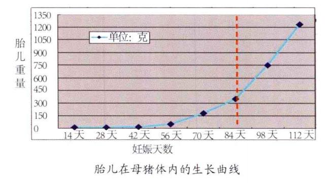 妊娠期母猪应该如何饲养管理