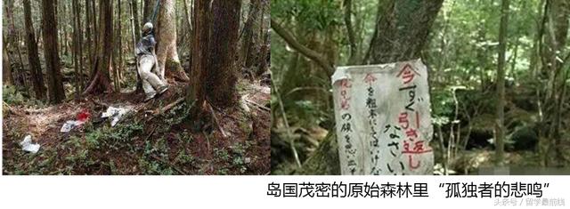 日本的青木原又名为树海,是围绕富士山脚下而成的茂密原始森林,和中国