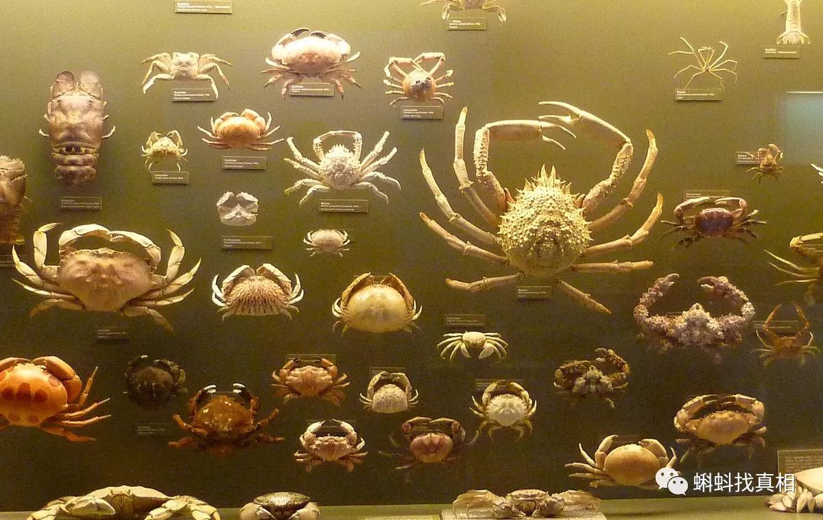 螃蟹的种类(图片来源:en.wikipedia.org)