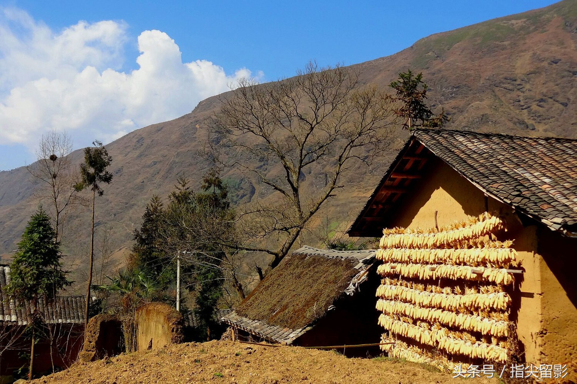 初冬的山村,农家小院挂满了金灿灿的玉米棒子!