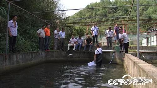 致富鱼游出产业振兴路_致富鱼卢鱼_致富经鱼