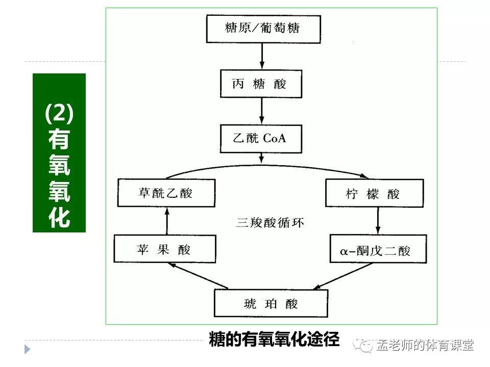 《运动生理学》第二章能量代谢_搜狐体育_搜狐网原标题:《运动生理学