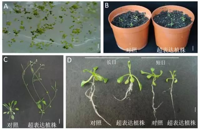 异源超表达墨兰ft基因的拟南芥表型分析