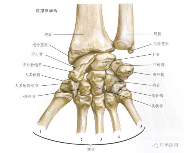 大体彩绘:腕骨(carpal bones)为短骨,共有8块,位于手骨的近侧部,分为