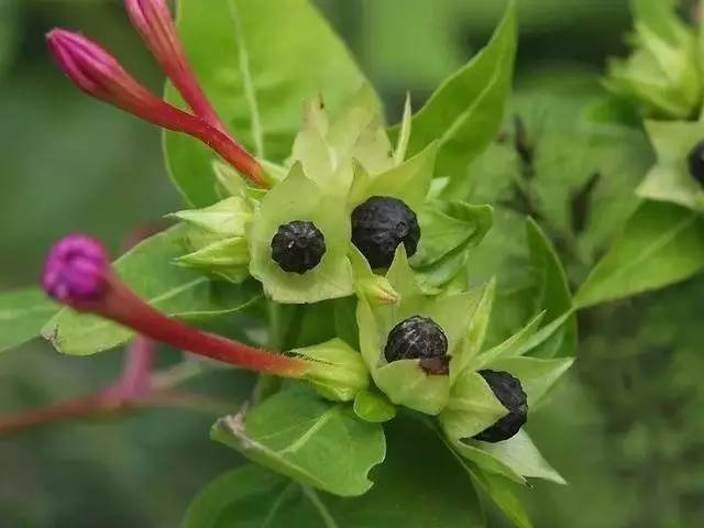 农村常见的胭脂花,还有祛斑养颜的功效!