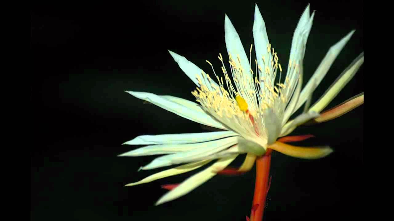 斯里兰卡仙人掌花是一种非常罕见的花,它只在夜间开一两个小时,而且