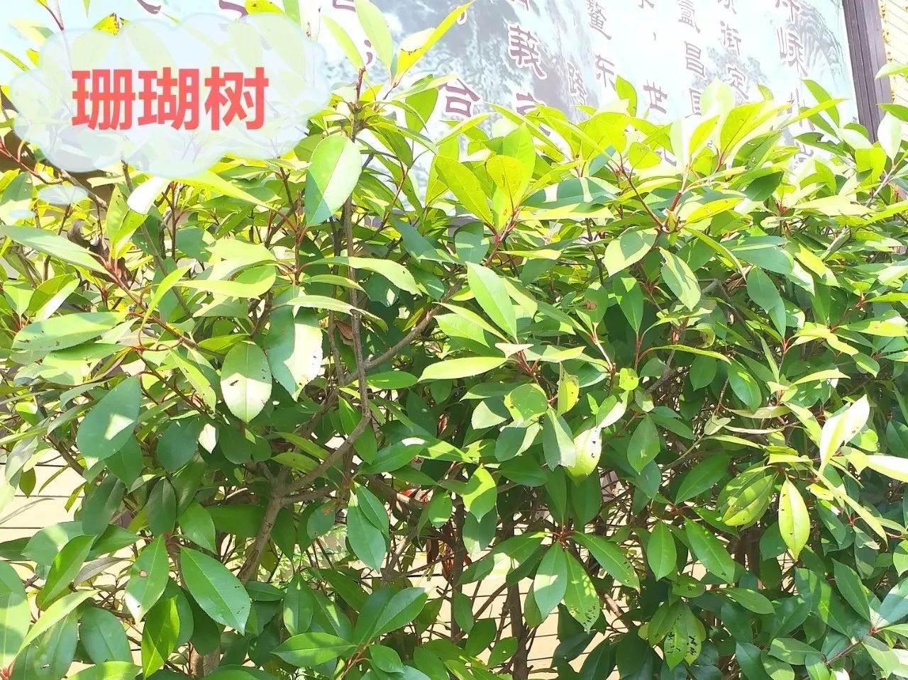 舟嵊小学校园植物——珊瑚树