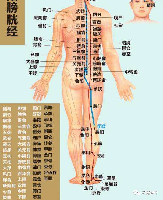 人体的五脏六腑均可在背部找到相应的对应区