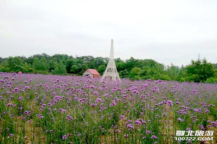 随州市何店镇花都四季花海