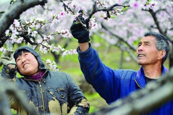 分享:果树落花落果原因及保果保花措施